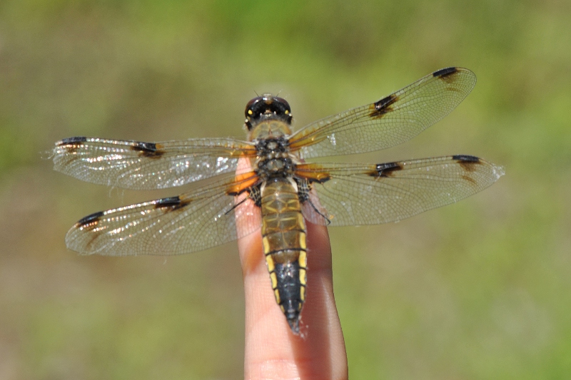 Orthetrum cancellatum pi curiosi di me...